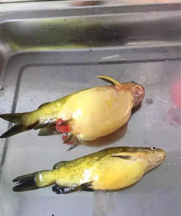 黄颡鱼大肚子2