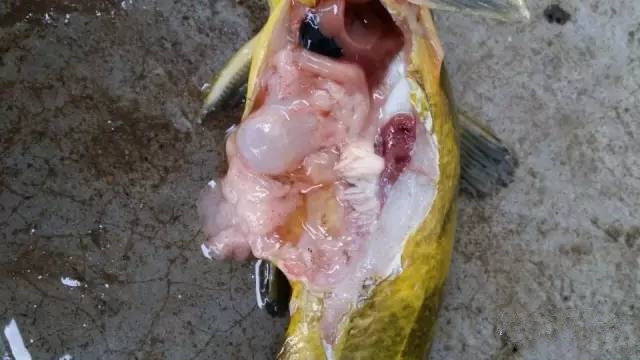 黄颡鱼大肚子1