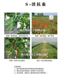 S-誘抗素葡萄